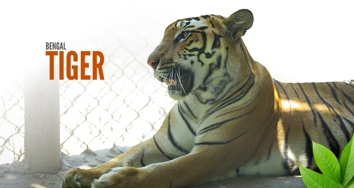 New Tiger Cubs Born at Patna Zoo