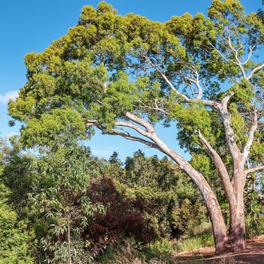 Eucalyptus