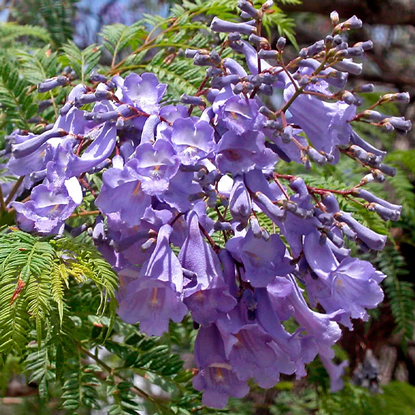 Jacaranda