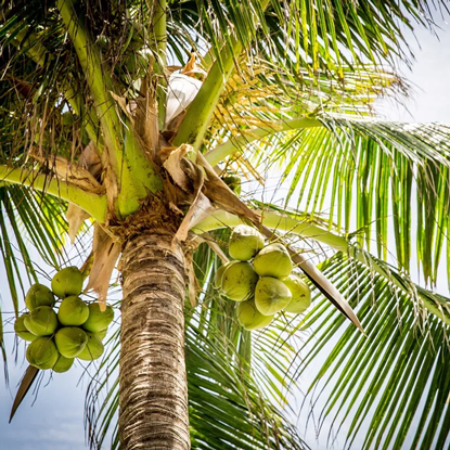 Coconut