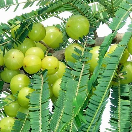 Amla