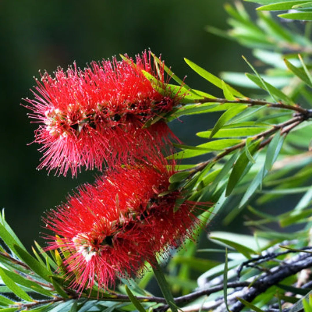 Bottle Brush