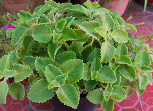 Ajwain