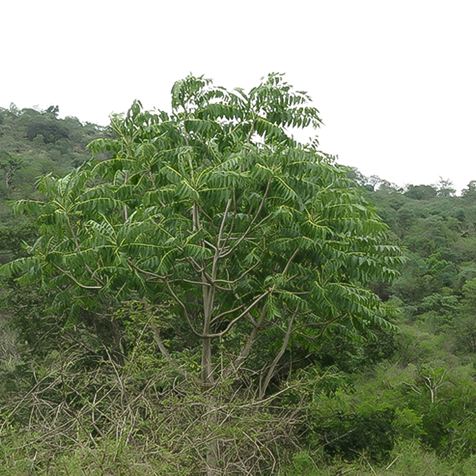 Tree of Heaven